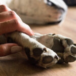 Pet Grief Counselor Certification: How to Start a Meaningful Career Supporting Grieving Pet Owners