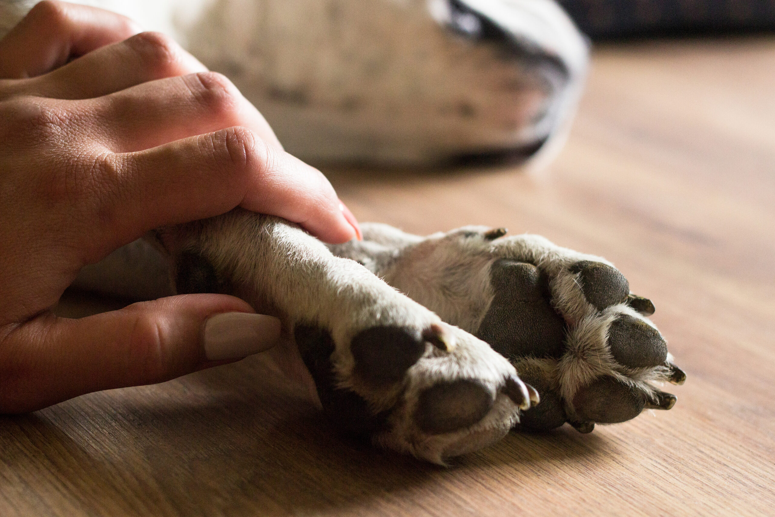 Pet Grief Counselor Certification: How to Start a Meaningful Career Supporting Grieving Pet Owners